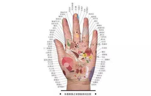 王晨霞手诊视频,揭秘手部信号，掌握健康密码