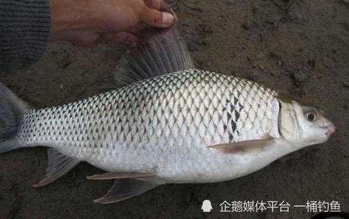 鱼鲮网丝袜图片大全,鱼鲮网丝袜图片大全赏析