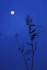 月明星稀的话,诗意人生共赏景