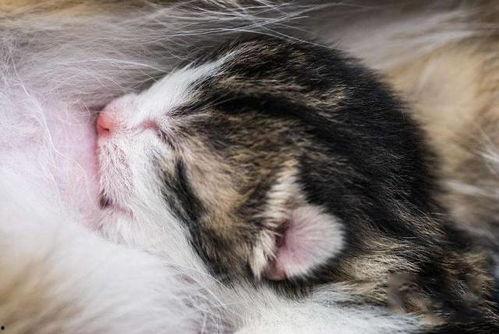 种子猫母乳无码,揭秘母婴营养新篇章