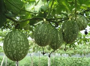 娱乐吃瓜图片,吃瓜群众视角下的明星幕后故事